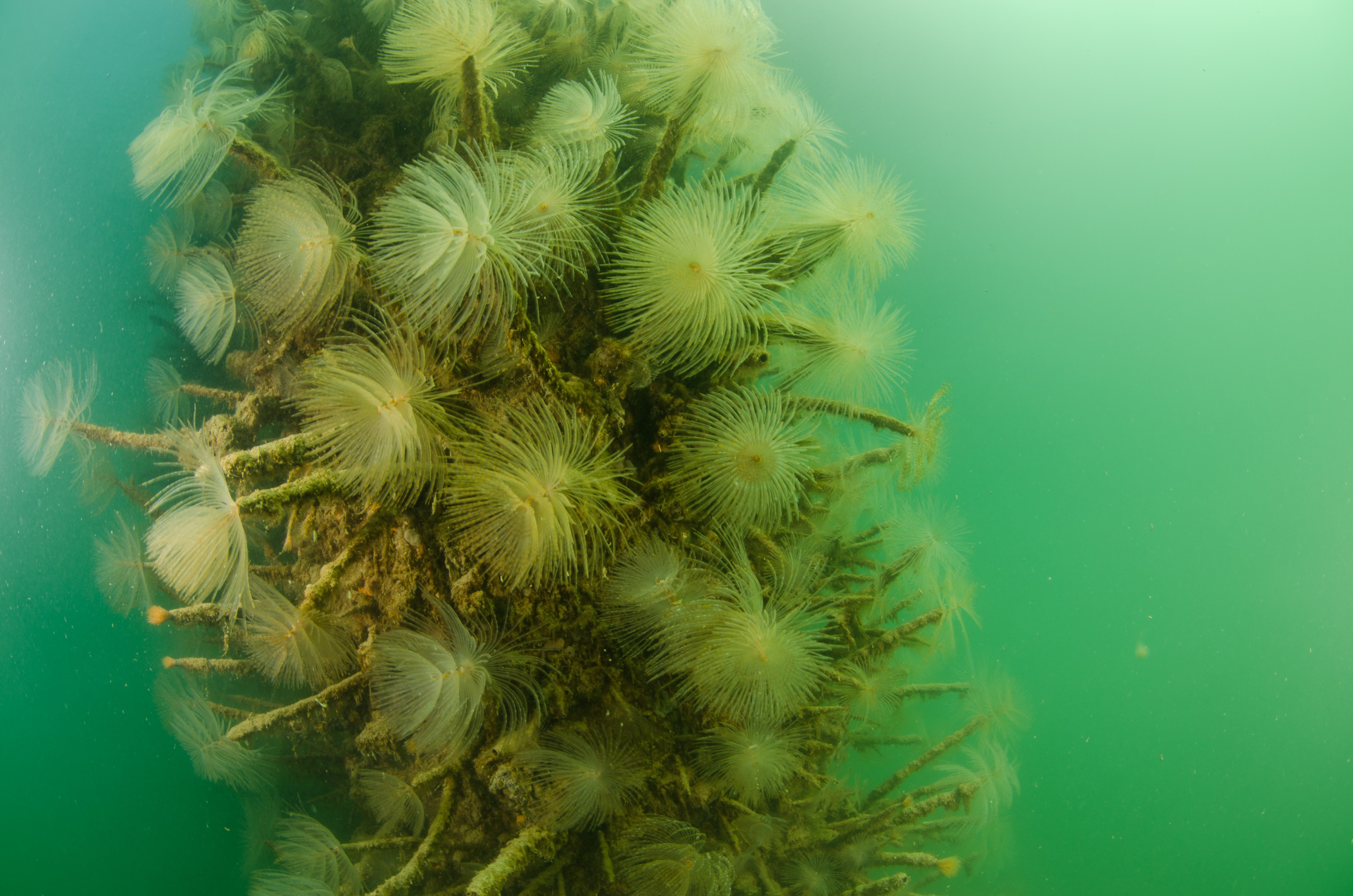 DSC_2995 – Mediterranean, fanworm, Sabella, spallanzanii, marine, pest, Auckland, underwater, crispin, nz, new, zealand, new zealand, fan, worm, marine, pest, invasive, Biosecurity